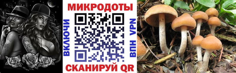 KRAKEN ссылка  Карталы  Псилоцибиновые грибы GOLDEN TEACHER 